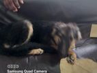 German Shepherd Puppies