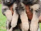 German Shepherd Puppies