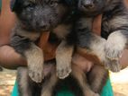 German Shepherd Puppy