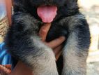 German Shepherd Puppies