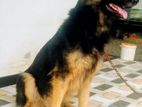 German Shepherd Dog