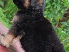 German Shepherd Puppies