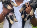 German Shepherd Puppy