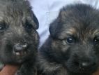 German Shepherd Puppy