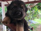 German shepherd Puppies