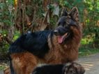 German Shepherd Puppies