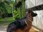 German Shepherd for Stud