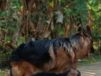 German Shepherd Puppies