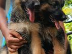 German Shepherd Puppy