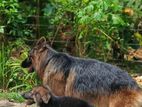 German Shepherd Puppy