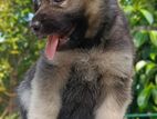 German Shepherd