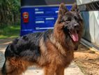 German Shepherd for Crossing
