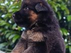 German Shepherd Puppy