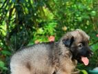 German Shepherd Puppies