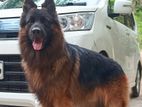 German Shepherd for Crossing