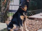 German Shepherd Dog