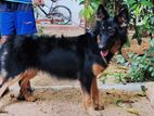German Shepherd Dog