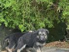 German Shepherd Puppies