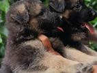 German Shepherd Puppy