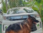 German Shepherd