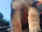 German Shepherd Puppies