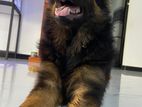German Shepherd Puppies