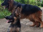 German Shepherd Puppy