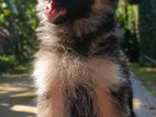 German Shepherd Puppy
