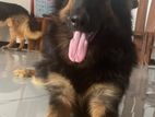 German Shepherd