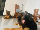 German Shepherd Puppies