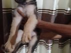 German shepherd