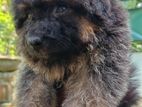 German Shepherd Puppy
