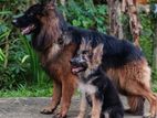 German Shepherd