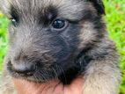 German shepherd