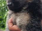 German Shepherd Puppies