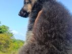 German Shepherd Puppies