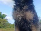 German Shepherd Puppies