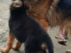 German Shepherd Puppies