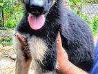 German Shepherd Puppies