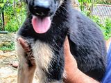 German Shepherd Puppies