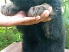 German Shepherd Puppies