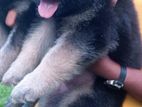 German shepherd puppies