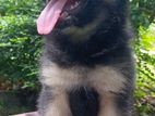 German Shepherd Puppy