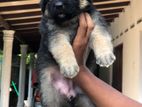 German Shepherd Puppy