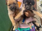 German Shepherd Puppies