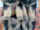 German Shepherd Puppies