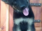 German Shepherd Puppies