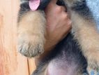 German Shepherd