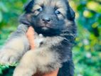 German shepherd