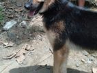 German Shepherd Dog